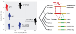 NATL SCI REV|发布全基因组单核苷酸变异数据库、涵盖近千个现存和古人族群